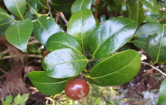 동백나무 열매(국립 백두대간 수목원)