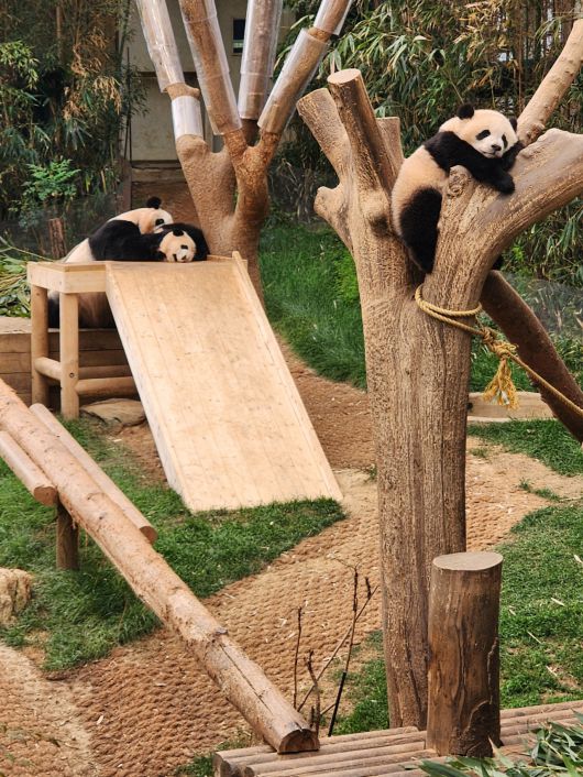 “엄마, 숨 못쉬겠어. 이거 놀아주는거 맞아요?” 쌍둥이 언니 루이바오(오른쪽)가 나무위에서 쉬는 동안 말괄량이 막내 후이바오가 엄마 아이바오에게 들이대다가, ‘훈육’ 같은 리액션에 당황해 하고 있다.