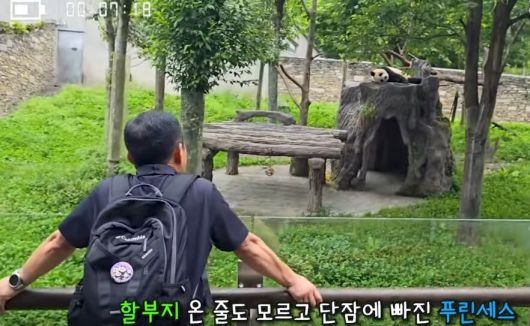 상봉 첫날인 4일 잠에 빠져 할부지를 못알아본 푸바오