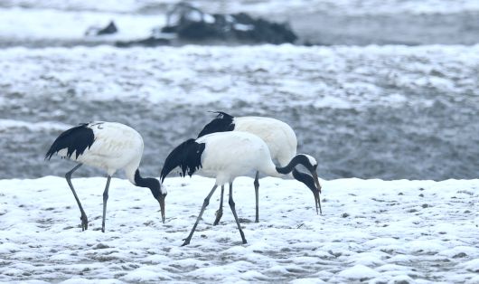 소한인 5일 오후 인천 강화군 동검도 인근 갯벌에서 겨울을 나고 있는 두루미들이 눈 덮인 갯벌에서 먹이활동을 하고 있다. 천연기념물인 두루미는 매년 겨울 강화 갯벌을 찾아와 겨울을 보낸 뒤 번식지인 시베리아로 이동한다. [연합]
