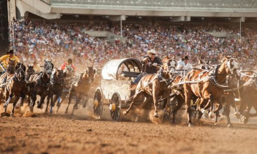 내년 7월에 열흘간 열리는 캐나다 캘거리의 스탬피드 카우보이 축제