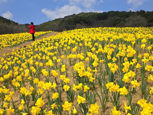강천 힐링스파 온천수 동굴 언덕의 수선화
