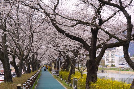 순창 경천 벚꽃터널