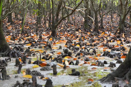 잠에서 깬 맹글로브 어린 싹들.