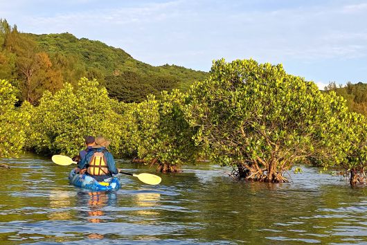 이리오모테 맹글로브숲 카약 탐험