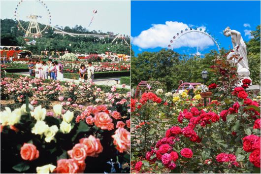 에버랜드 장미축제 어제와 오늘