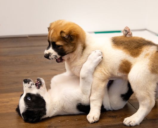 윤석열 대통령 부부가 중앙아시아 순방에서 선물로 받은 투르크메니스탄 국견(國犬) 알라바이 두 마리 ‘알라바이(암컷)’와 ‘가라바시(수컷)‘가 지난 18일 인천공항에 도착했다. 생후 40일 가량 된 알라바이는 19일 오후 주한 투르크메니스탄대사관에서 한국 정부에 공식 인계돼, 대통령 관저에서 한국 생활을 시작했다. 사진은 관저에 도착한 알라바이와 가라바시. 2024년 6월 19일 [대통령실 제공, 뉴시스]