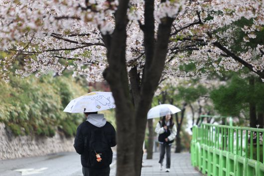 비가 내리며 쌀쌀한 날씨를 보인 14일 서울 한 대학교 캠퍼스에 벚꽃이 피어있다. <연합뉴스>