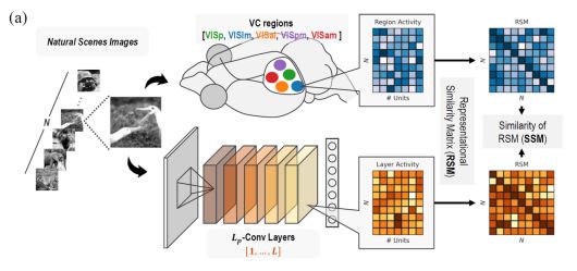 인공지능과 실제 뇌의 시각 반응 비교 실험.[IBS 제공]