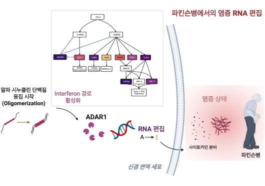 파킨슨병에서의 염증 RNA 편집 모델 도식.[KAIST 제공]