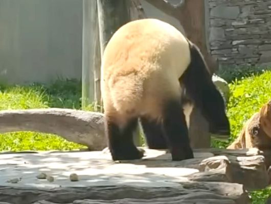 지난 12일 구토하는 푸바오