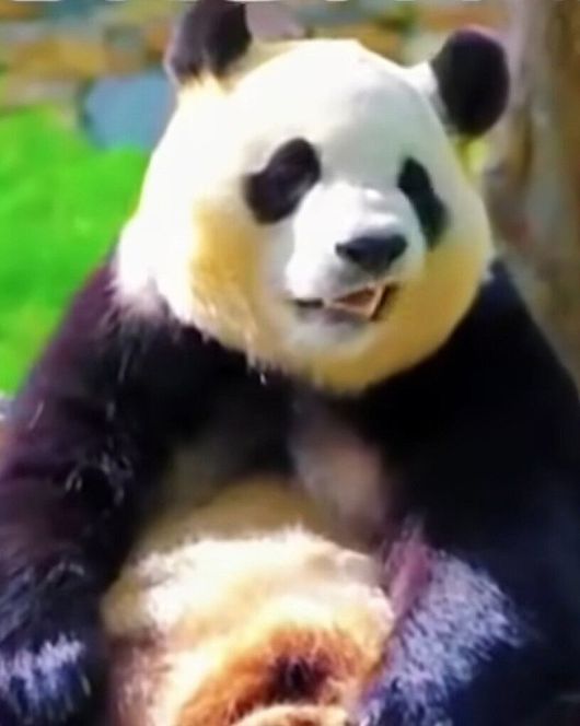 푸바오의 입주변 경련 모습