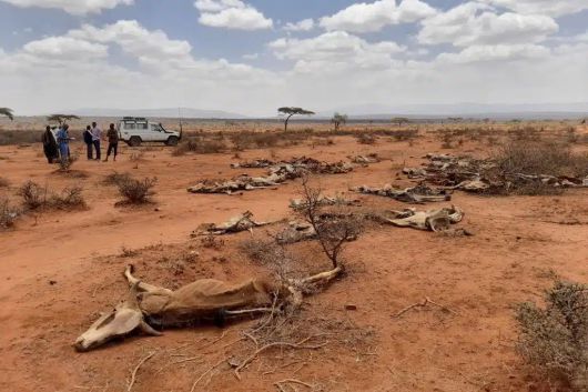 아프리카 사막에 동물들이 말라 죽어 있다.[유럽연합(UN) 홈페이지 갈무리]