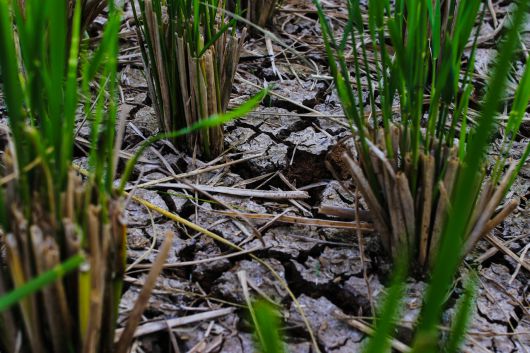 가뭄으로 마른 논.[게티이미지뱅크]
