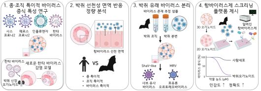 박쥐 오가노이드를 활용한 주요 연구 결과.[IBS 제공]