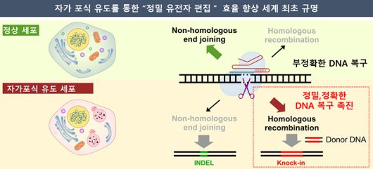 자가포식 유도를 통한 정밀 유전자 편집 효율 향상 모식도.[한국화학연구원 제공]