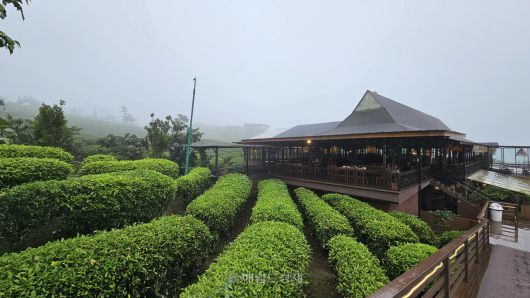 인도네시아 반둥 지역의 차 밭