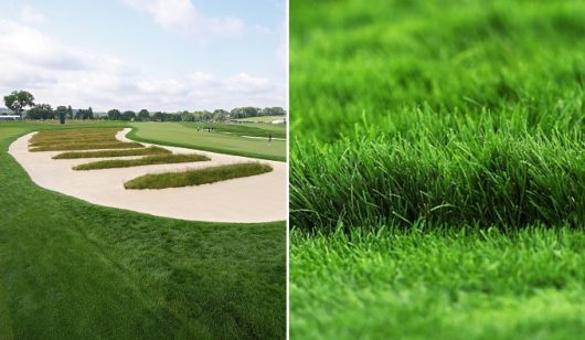 오크몬트 컨트리 클럽의 일명 ‘교회 의자’(church pew) 벙커(왼쪽)와 올해 US오픈 코스의 길고 질긴 러프    [게티이미지]