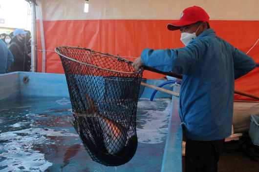 제주 방어. [뉴시스]