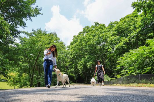 에버랜드 반려견 동반 비타민 캠프 ‘멍하니 걷개’