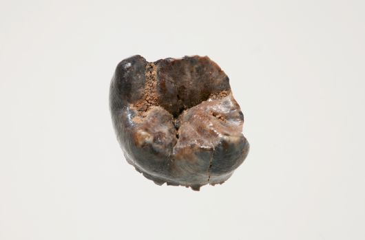 공주 왕릉원 2호분에서 출토된 어금니. [국립부여문화유산연구소]