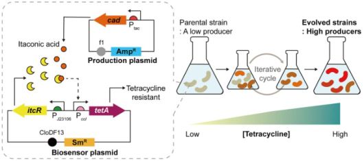 바이오센서(회색 점선 안)가 삽입된 대장균. 마치 전자회로의 if-then 조건문처럼 이탄콘산을 잘 만드는 대장균만 항생제 내성을 갖도록 설계됐다.[UNIST 제공]