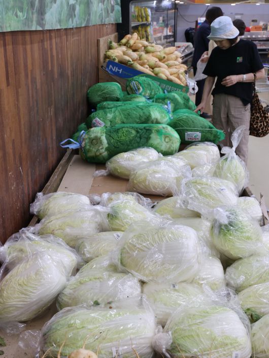 서울의 한 대형마트에 진열된 배추. [연합]