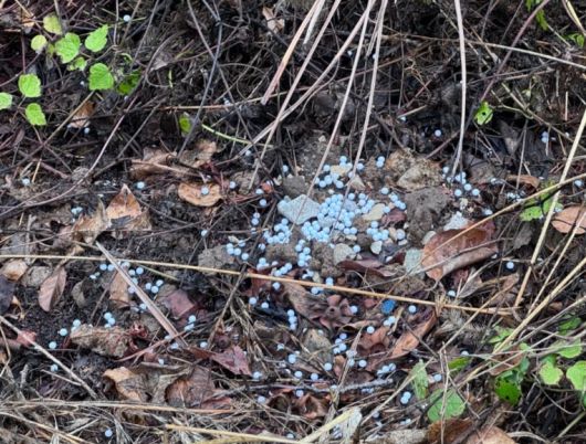 [비글구조네트워크 인스타그램]