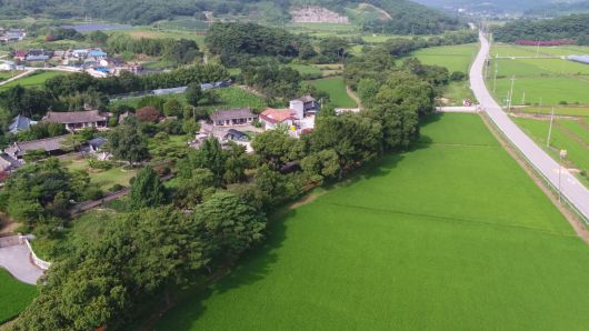 고창 삼태마을 숲 전경. [국가유산청]