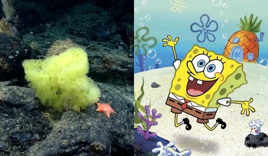 해면을 캐릭터화한 스폰지밥 [미국 해양 국립해양대기국·AP]