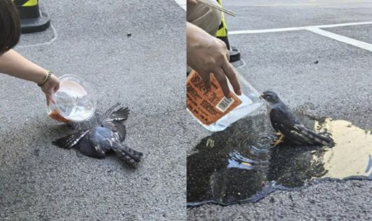 중국 우한에서 무더위에 아스팔트 도로 위에 새가 쓰러져 있는 모습. [사진=바이두]