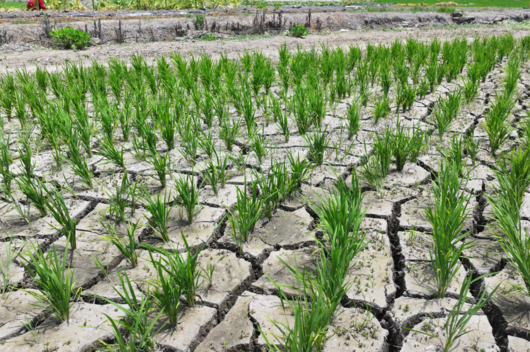폭염으로 인한 가뭄이 이어진 8일 오후 제주 서귀포시 하논분화구 내 논바닥이 쩍쩍 갈라져 있다.[연합]