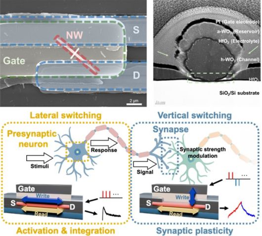 단결정 나노와이어 기반 ECRAM 소자의 구조와 동작 원리 모식도.[POSTECH 제공]