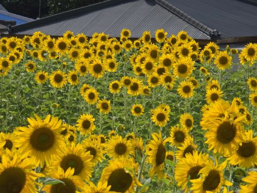 제주 금악리 해바라기 꽃밭