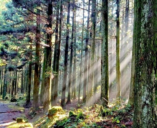 한남사려니오름숲