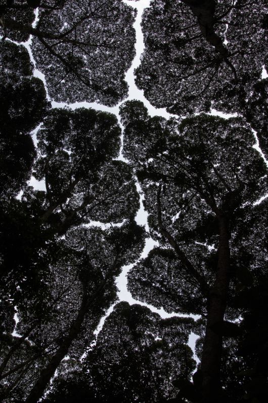 말레이시아 FRIM 셀랑고르 포레스트 파크의 신비스런 지질