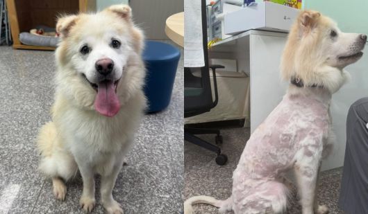 강원도의 한 보호소에 머물다가 입양을 갔던 유기견이 불과 7시간 만에 파양됐다. 자가 미용으로 털이 엉망이 된 모습 [강릉시동물사랑센터]