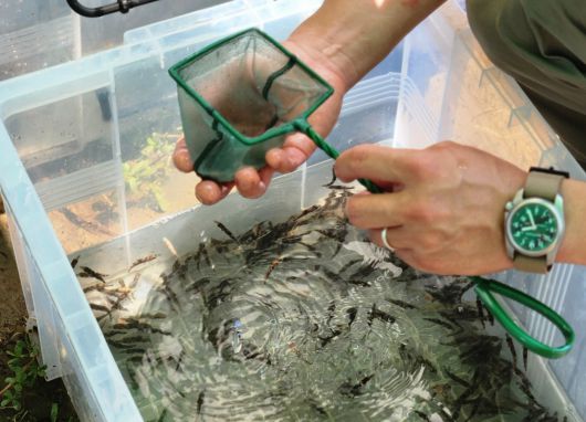 지난 2일 경기도 청평과 강원도 화천 일대에서 환경단체 환경재단이 방류한 황쏘가리 치어. 이후 성장 과정에서 노란 빛을 띠게 된다.[독자 제공]