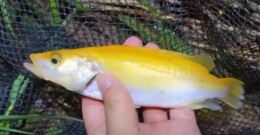 황쏘가리.[유튜브 ‘TV생물도감’ 채널 갈무리]