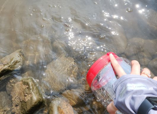 지난 2일 경기도 청평과 강원도 화천 일대에서 환경단체 환경재단이 방류한 황쏘가리 치어. 이후 성장 과정에서 노란 빛을 띠게 된다.[독자 제공]