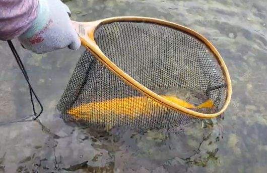 황쏘가리가 그물에 걸려 있다.[유튜브 영상 갈무리]