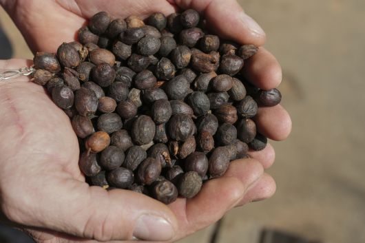 브라질 커피 콩. [AP]