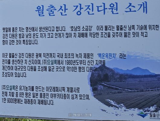 월출산 강진다원 소개