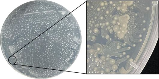 잠재적 병원성 균주로 확인된 Paenibacillus glucanilyticus GlSt238 균주의 고체 배양 모습. 높은 운동성은 숙주 환경에서의 빠른 확산에 영향을 줄 수 있다.[극지연구소 제공]