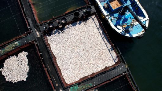 29일 경남 남해군 미조면 미조로 해상 가두리 양식장에서 어민이 적조로 집단 폐사한 참돔을 수거하고 있다.[연합]