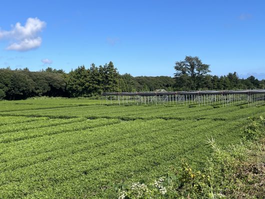 29일 찾은 제주서귀포시 남원읍의 한남차밭. 전새날 기자