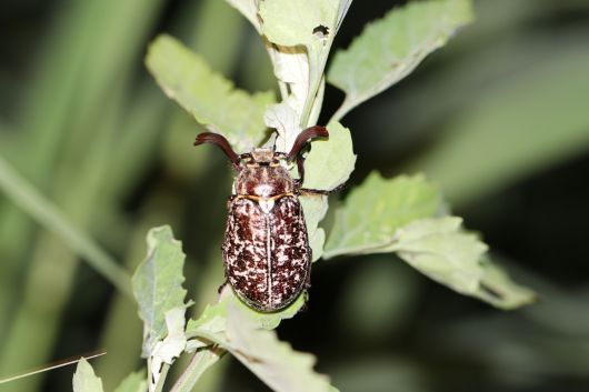 멸종위기종인 수염풍뎅이[국립생태원 제공]