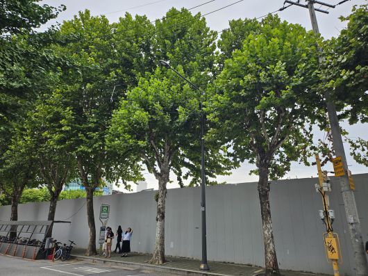 서울 시내 한 거리의 가로수.[독자 제공]