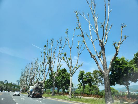 대전 한 거리의 플라타너스 가로수.[독자 제공]