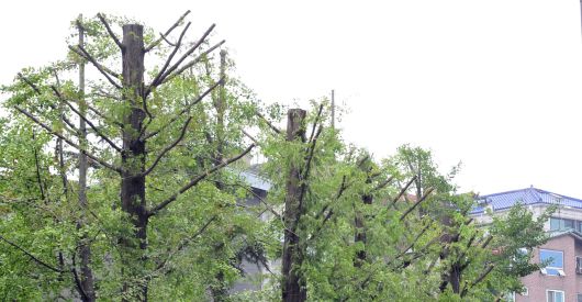 가지치기한 가로수.[헤럴드DB]